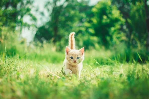 How to Keep an American Shorthair Cat Active and Engaged Indoors?